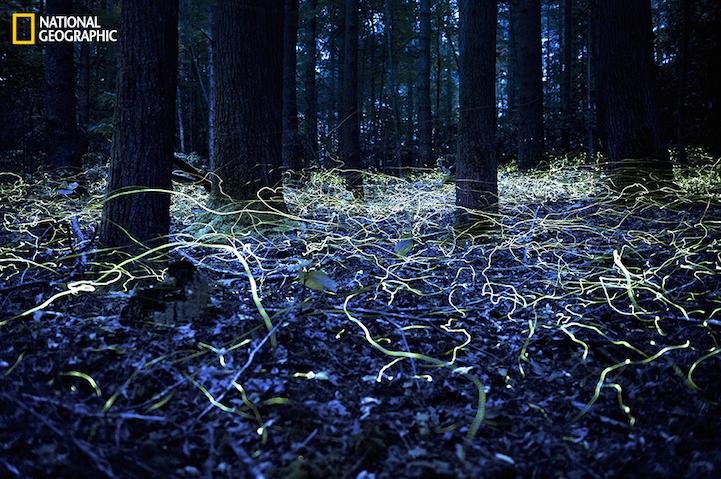 ???? 37 ???? ?? ?????? ???? ??? 2014