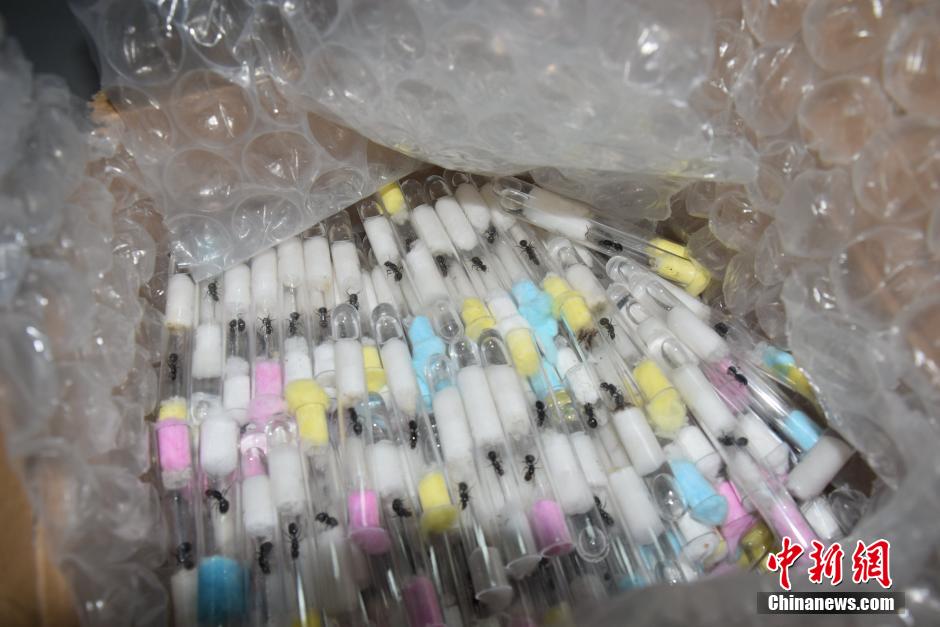 ??? ????? ????? ?? 800 ???? ???? ?? ??????? ??? ?????