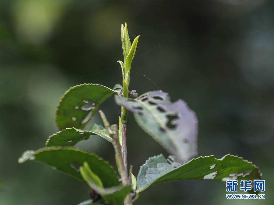 ????? 800 ???? ??? ??? ????? 