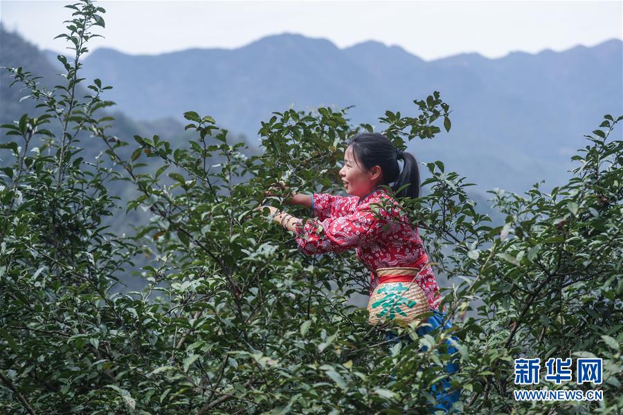 ????? 800 ???? ??? ??? ????? 