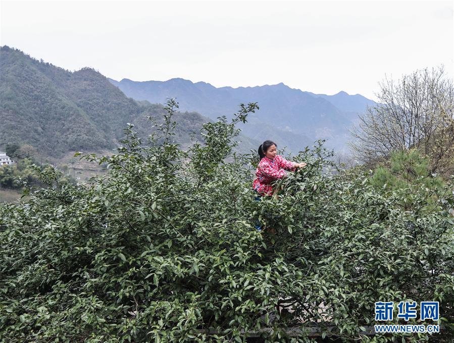 ????? 800 ???? ??? ??? ????? 