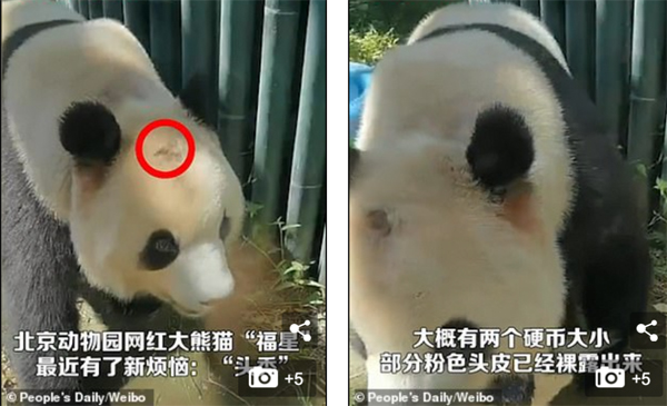 ???? ??????? ???? 