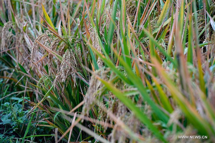 ????? ?????? ????? ?????? ?? ????? ???? ??????? ????? 22.96 ?? ??? ?????