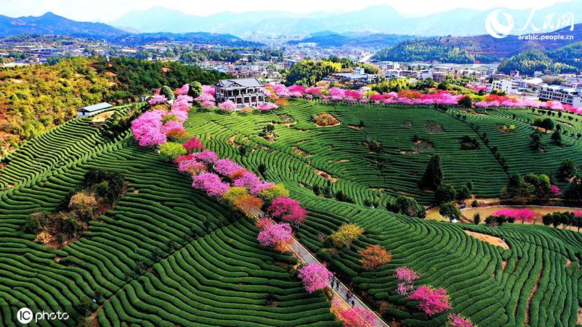 ???? ????? ????? ???????