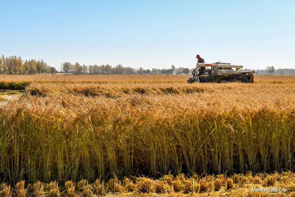 ???? ????? ?? ?????? ????? ???????