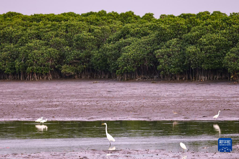 ?????: ??????? ?????? ????? ?????? ???? ??????