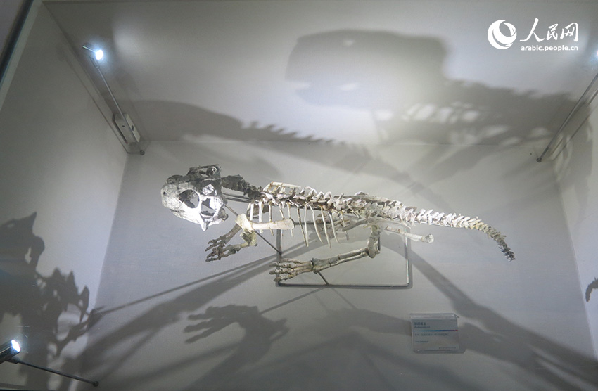 ???? ????????? ????? ??????: ????? ?????? ?????????? ????? ??? ????? ????? ??????