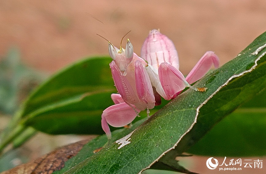 ??? ????.. ?????? ??????? ?????? ??????? ?? ??????