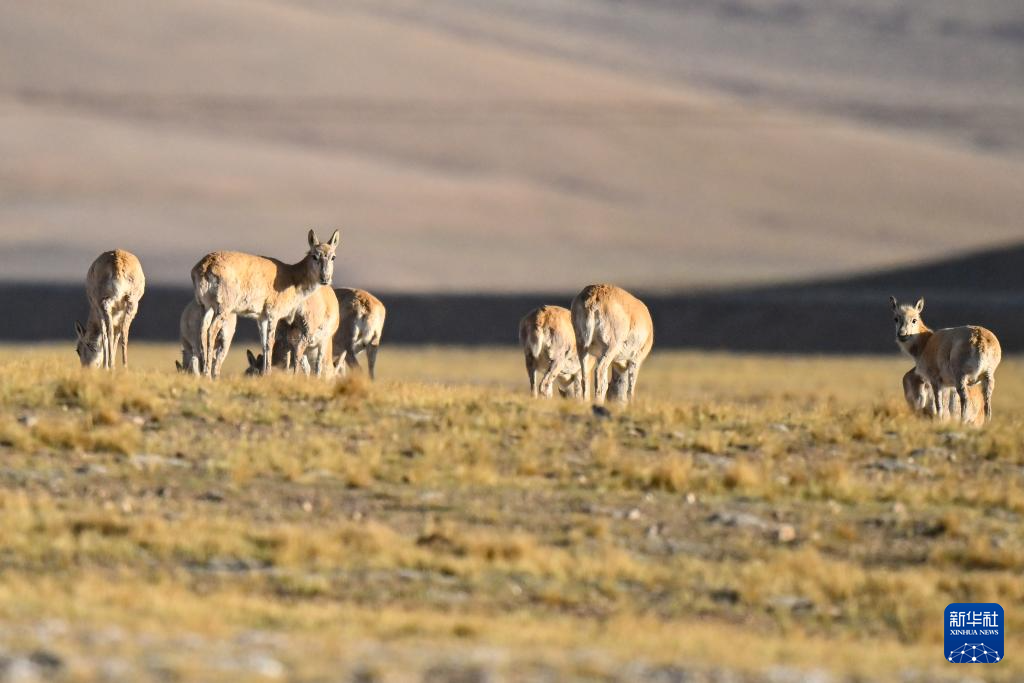 ??? ????? ????? ???? ???????