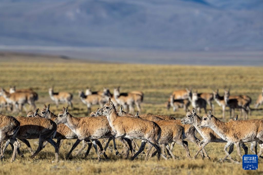 ??? ????? ????? ???? ???????